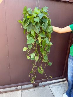 6” heart leaf philodendron