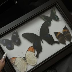 Unique Butterfly Specimens: Perfect for Home Decor