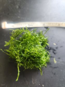 Java Moss (Taxiphyllum Barbieri) – Live Aquarium Plant - $5