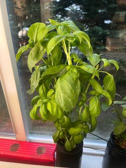 Huge basil plants for sale