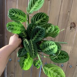 Amarantha Lemon Lime Indoor Plants 