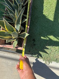 AGAVE DESMETIANA