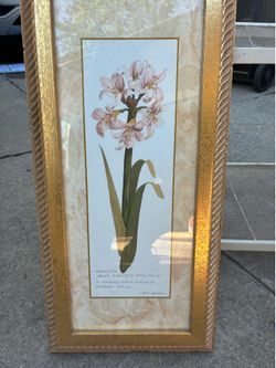 Vintage Framed Art Print of Amaryllis Belladonna