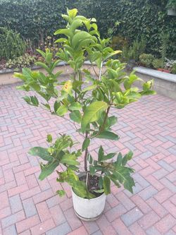 Fruit tree Wax Apple / Java Apple $100