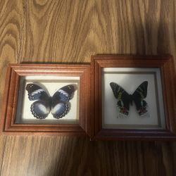 Two Mounted Butterflies 