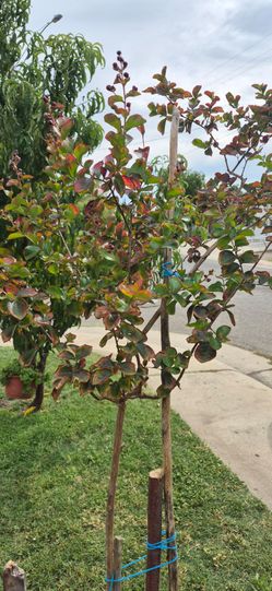 Red Myrtle tree