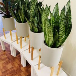 Dwarf Snake plant & Imperial Red Philodendron in Cute Grey Pot and Stand//DESERT INN & GRAND CANYON