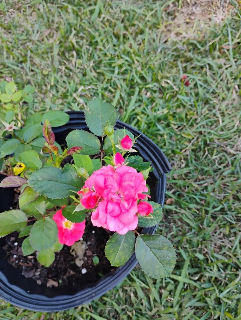 Roses 🌹 Plant