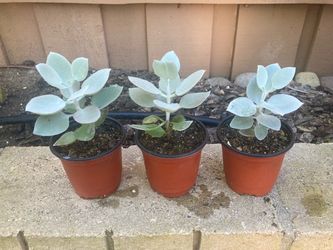 Kalanchoe Hildebrandtii Bracteata Silver Spoons Silver Teaspoons Succulent, 4”