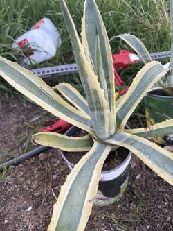 Agave- Appleanata Variety