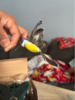 Humming bird solar