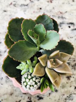 Succulent Cactus arrangement flower plants home decor