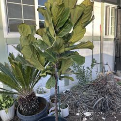 Plants 