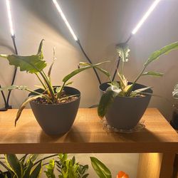 Set of 2 Philodendron Ring of Fire Plants in Faux Concrete Planters