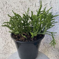 1.5 Gallon Pot Succulent Plant - Crassula Muscosa - Watch Chain - Rooted & Established Plant - Drought Resistant 🪴 