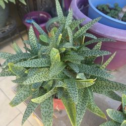 Plant