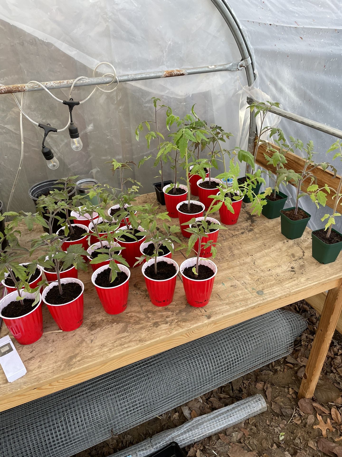 Tomato Plants For Sale