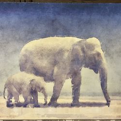 Elephant Canvas Picture 