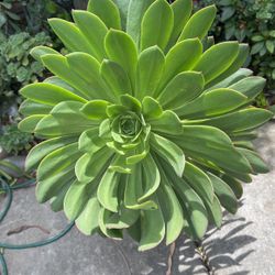 Big Succulents For Sale