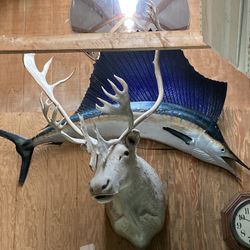 Mounted Caribou 