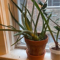 Aloe Vera Plant Healthy 30 Inch Tall