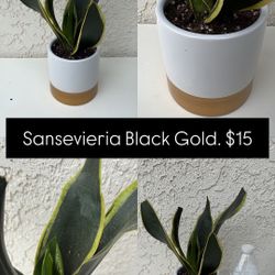 Sansevieria Black Gold