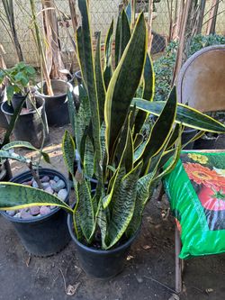 Large Snake Plant in Black Pot