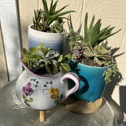 Many Beautiful Succulent Pots Available 