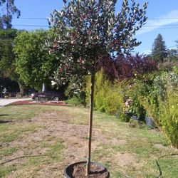 Pineapple guava tree