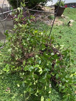 White Jasmine wine ready to plant