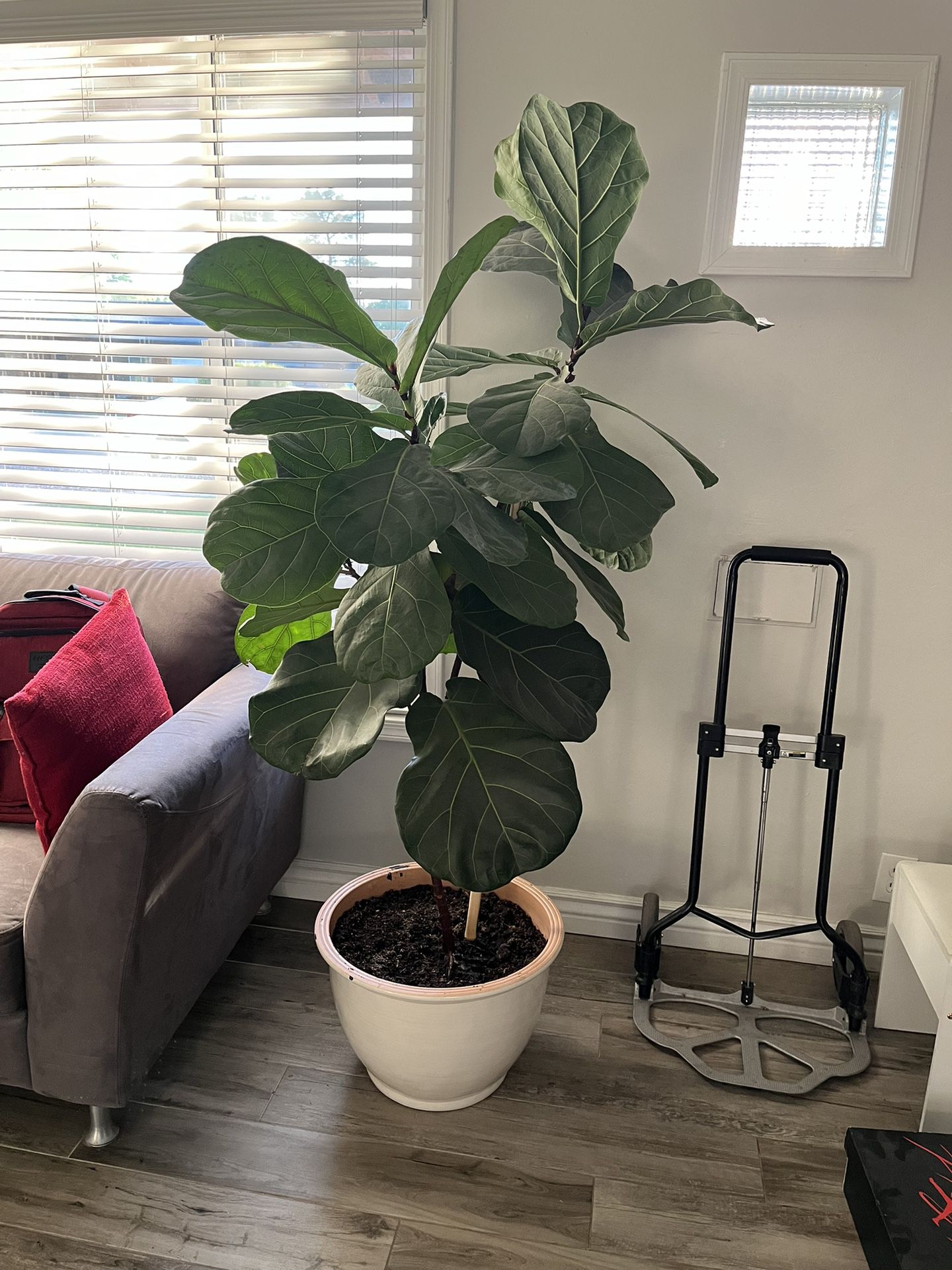 Live Plant With Pot  $60