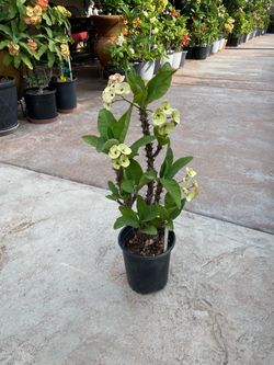 Corona de Cristo peaceful $65