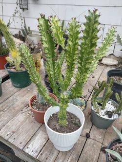 Euphorbia Trigona Variegata 