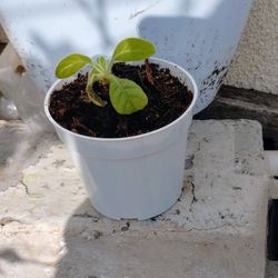 Aztec Tobacco Nicotania Baby Plant strong Medicinal Planta