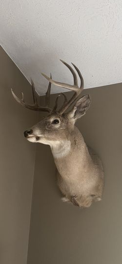 Deer/antelope Mounts