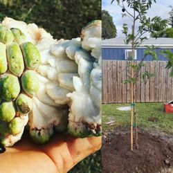 Sugar Apple Grafted Trees 3gal Arboles De Anon Injertados 3gal 