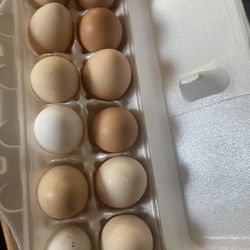 Fresh Eggs