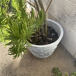 Nice large white plant pot and Narrow-leaf Chalksticks