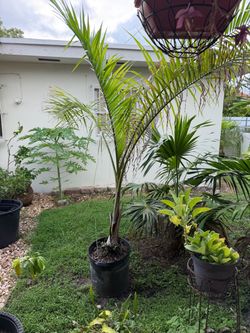 Palm tree, free for pick up