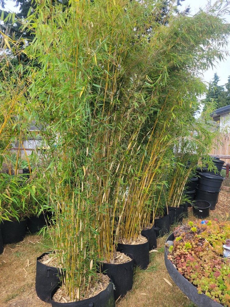 Bamboo Plant, Robusta