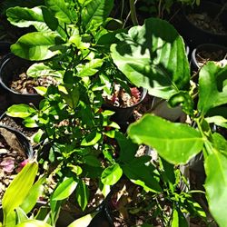 Plants For Sale - Fruit, Flowering And Culinary Plants