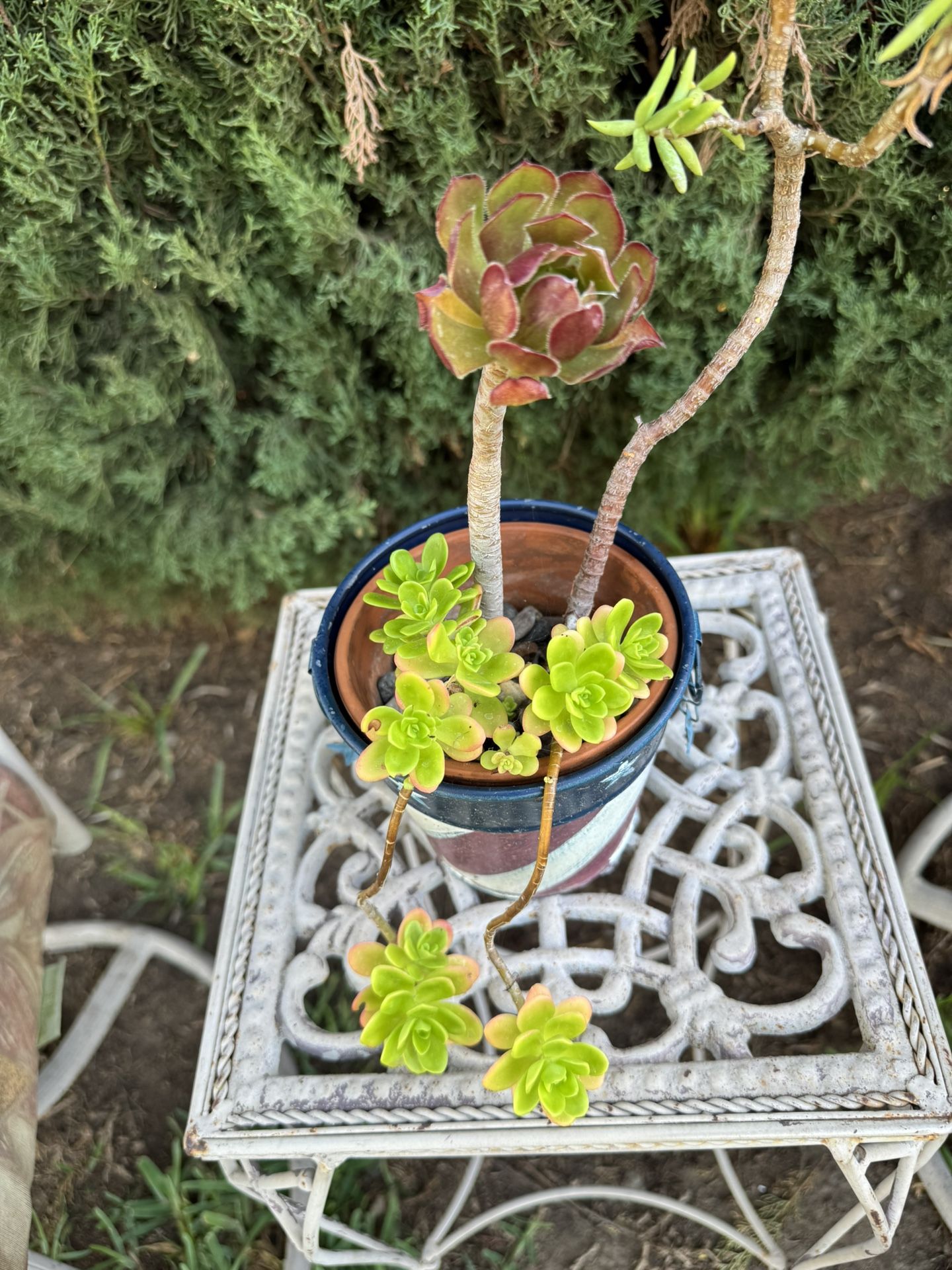 Succulent Plant
