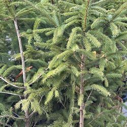 Norway Spruce