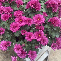 Perennial Easy To Grow Perennial Pink Mom Flowers In Pot