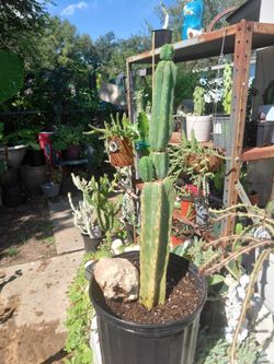 San Pedro Cactus