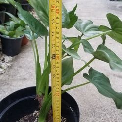Heartleaf Philodendron Plant,  Live,  18 Inches Tall 