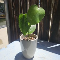 Monstera Plant