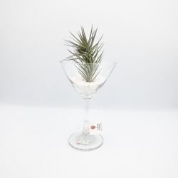 Air Plant