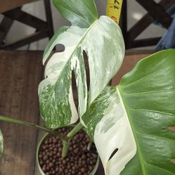 Monstera deliciosa 'Albo Borsigiana'.