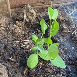 Veggie Plants, Mint Tomatoes, Jalapeños, Peas And More 